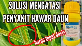 TIPS MENGATASI PENYAKIT HAWAR DAUN [upl. by Mcclenaghan]