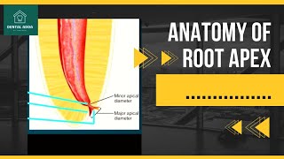 Anatomy Of Root Apex  PPT [upl. by Ramal]