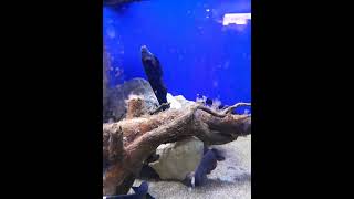 Black Ghost Knifefish at Dobbies Garden centre Aquarium [upl. by Smallman]