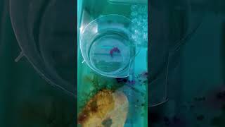 New betta breeding 🐟🐬part1  THEBETTAWORLD01shorts [upl. by Enneirda967]