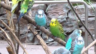 ABSOLUTELY STUNNING PARAKEETS [upl. by Leunamme]