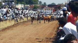 Bailgada Sharyat  Namdev aaba Darekar Sanasawadi [upl. by Berl]