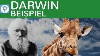 Evolutionstheorie von Darwin  Beispielaufgabe Giraffen  Evolution 7 [upl. by Animrelliug]