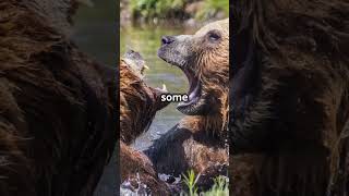 Why You Dont Want to Meet a Kodiak Bear In The Wild [upl. by Aikkin]