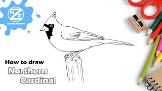 How to draw Northern Cardinal Bird [upl. by Charry]