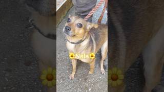 Nala Needs A Home  Beautiful Female Little Dog  Furry Rescue Italy shorts dog rescue love [upl. by Noseaj]