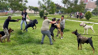 PERROS PODEROSOS coinciden en el mismo parque 🙉 ¿Cual se impone sobre todos ❌❌❌ [upl. by Yrocaj]