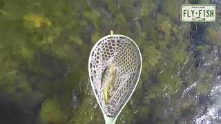 Fly Fishing  Willowemoc Beaverkill Roscoe NY [upl. by Bekaj646]