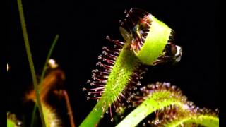 Drosera capensis vs fly [upl. by Sarid]