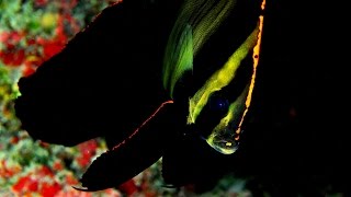 Platax pinnatus Dusky batfish HD [upl. by Erdnaxela]