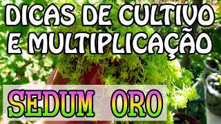 Suculenta Sedum Oro  Dicas de cultivo e forma fácil de fazer as mudas [upl. by Attenohs110]