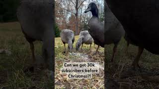 PLEASE SUBSCRIBE duck subscribe funny fyp love 30k funnyduck christmas outdoors [upl. by Ahsikin528]