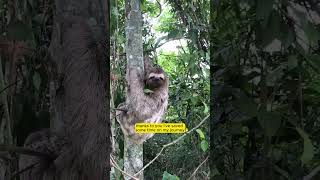 quotHelping a Sloth Cross the Road – A Heartwarming Rescuequot [upl. by Giah625]