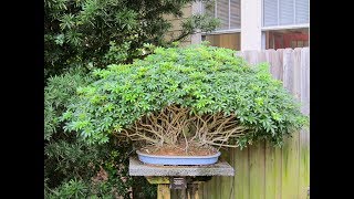 Schefflera Bonsai Schefflera arboricola [upl. by Livvyy]