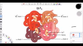 Hemoglobin amp Myoglobin [upl. by Enawtna]