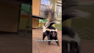 A skunk left home with a kitten animals skunks rescue heartwarming friendship [upl. by Llenel]