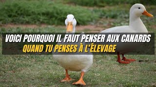 Le Canard un élevage tres lucratif mais ignorer [upl. by Yenwat]