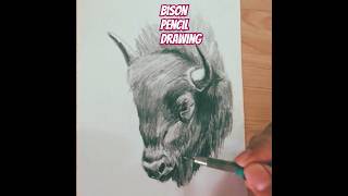 A Bison GraphitePencil Drawing drawing graphitedrawings pencilsketch [upl. by Iur252]