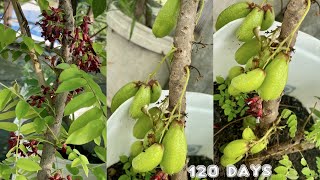 Creative ideas  How to make pot from big Barrel  Growing Bilimbi Tree Short Many Fruits [upl. by Efrem]