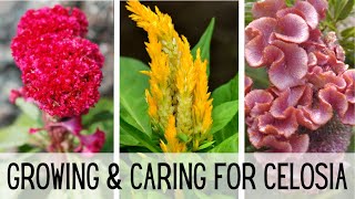 Growing amp Caring For Celosia 🌺🌺  Celosia Flower  Starting Celosia From Seed  Cockscomb Celosia [upl. by Seward714]