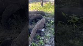 The Real Battle Komodo Dragons Brutal Fight komodo video animals shorts [upl. by Haelam]