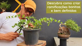 O SEGREDO para criar um bonsai de Acerola [upl. by Ariom]