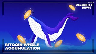 Bitcoin Whale Accumulation [upl. by Einaled283]