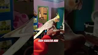 Baby parrot cockatielparrotsanimalscuteanimalsshortsbirds [upl. by Ytisahc]