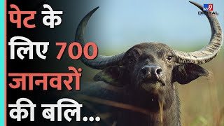 Namibia में क्यों मारे जा रहे Animal Hathi दरियाई घोड़ों सहित 700 जानवरों को मारने का Plan tv9d [upl. by Hnahym115]