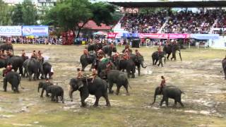 Surin Festival des elephants quotBig showquot HD [upl. by Nerraw]