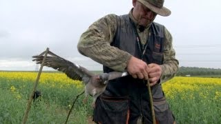 The Shooting Show  plentiful pigeon shooting with Geoff Garrod and CLA news special [upl. by Dietsche]