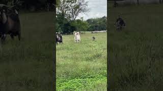 The 3 kiko bucks we’ve raised since they were weaned from their mommas farm goats goat farming [upl. by Mccourt622]