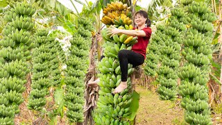 Harvest LONG BANANA amp Cook braised green bananas with tofu Goes to the market sell [upl. by Kcirej268]