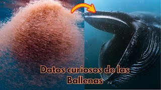 Las Ballenas no comen peces mira estás increíbles curiosidades de las Ballenas [upl. by Schrick]