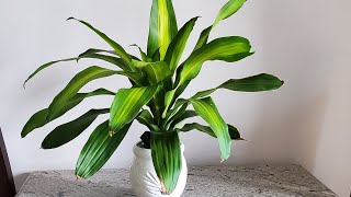 dracaena fragrance propagation in water dracaena plants [upl. by Nahte]