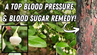 Lower Your High Blood Pressure In 14 Days With This Common Shrub [upl. by Assyram]