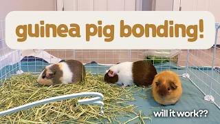 Guinea Pig BONDING Neutered Male  Two Females [upl. by Nairam]