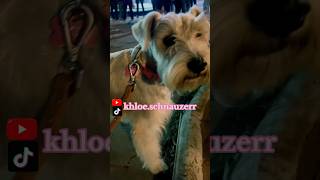 schnauzer minischnauzer paseo khloeschnauzerr doglover puppy dogshorts schnauzergirl [upl. by Arrimat]