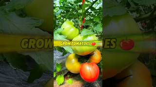 টমেটো থেকে চারা বৃদ্ধি 🍅 Grow tomatoes by unique way shots tomato gardening seed [upl. by Charleton]