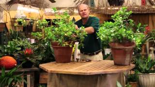 Care Tips for Indoor Gardenia Plants [upl. by Aihsia]