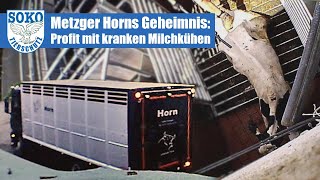 Metzger Horns Geheimnis Profit mit kranken Milchkühen SOKO Tierschutz eV [upl. by Niran]