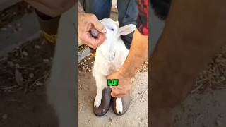 Perché questo contadino veste un agnello con la pelle di un altro 🤯 animali shorts italia [upl. by Danelle694]