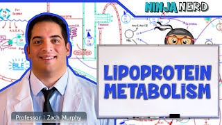 Metabolism  Lipoprotein Metabolism  Chylomicrons VLDL IDL LDL amp HDL [upl. by Crockett70]