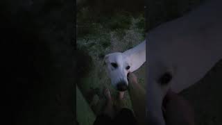 My great Pyrenees dog has to share her dog house with a chicken [upl. by Zuckerman]