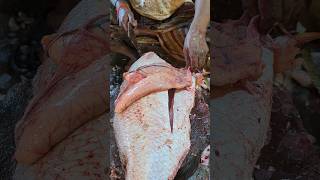 Amazing Monster Koral Fish Cutting By Expert Fish Cutter  Part2 shorts [upl. by Hanauq667]