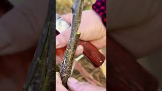 Tongue Grafting Made Simple graft grafting diy farming plants garden gardening plants [upl. by Atteiram]