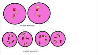 MITOSIS MEIOSIS AND THE CELL CYCLE [upl. by Relyks]