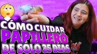 Agapornis Papillero a partir de 35 dias🐣🐥 [upl. by Deena788]