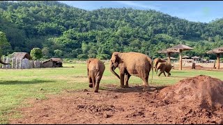 The Protective Instincts of Elephants  ElephantNews [upl. by Ynos]