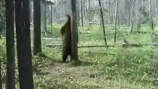 Black Bear Rubbing Tree and Attacks Camera [upl. by Kahler560]